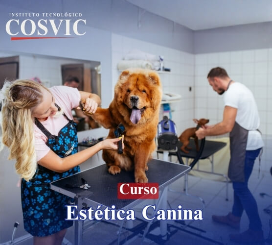 Curso Estética Canina COSVIC